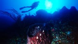 Hotels in Bimini