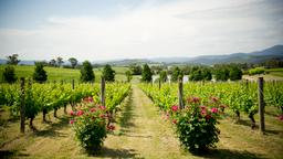 Ferienwohnungen in Yarra Valley