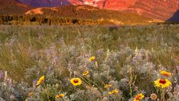 Ferienwohnungen in Glacier National Park